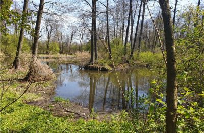 Zabytkowy park na sprzedaż Dębe Wielkie, Ruda, województwo mazowieckie, Zdjęcie 8/24