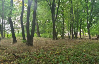 Dwór na sprzedaż Chojne, województwo łódzkie, Park