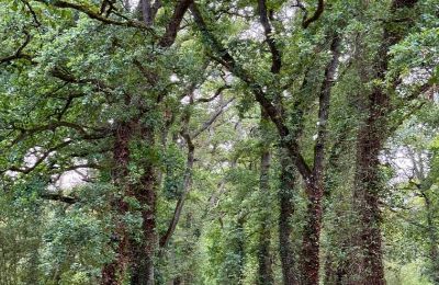 Pałac na sprzedaż Loudun, Nouvelle-Aquitaine, Wjazd