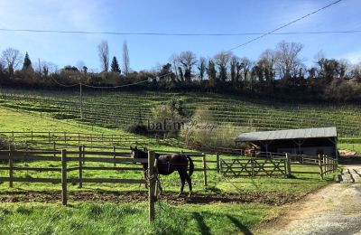 Dwór na sprzedaż Pau, Nouvelle-Aquitaine, Działka